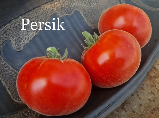Persik (tomāta stāds no kastes)